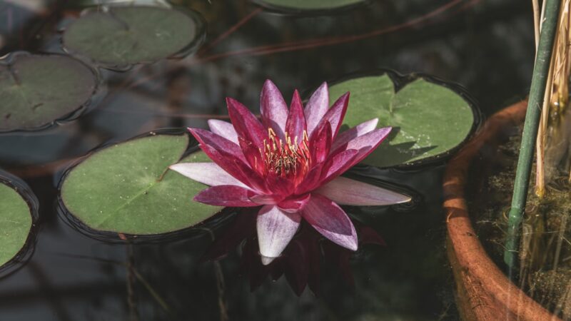 a pink water lily floating on top of a pond