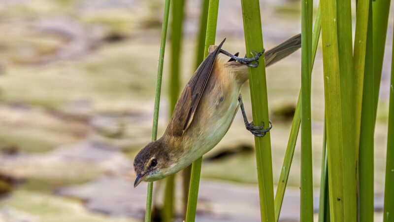 bird, reeds, lake, water, pond, lily, wildlife, nature