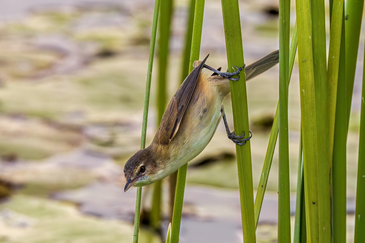 bird, reeds, lake, water, pond, lily, wildlife, nature