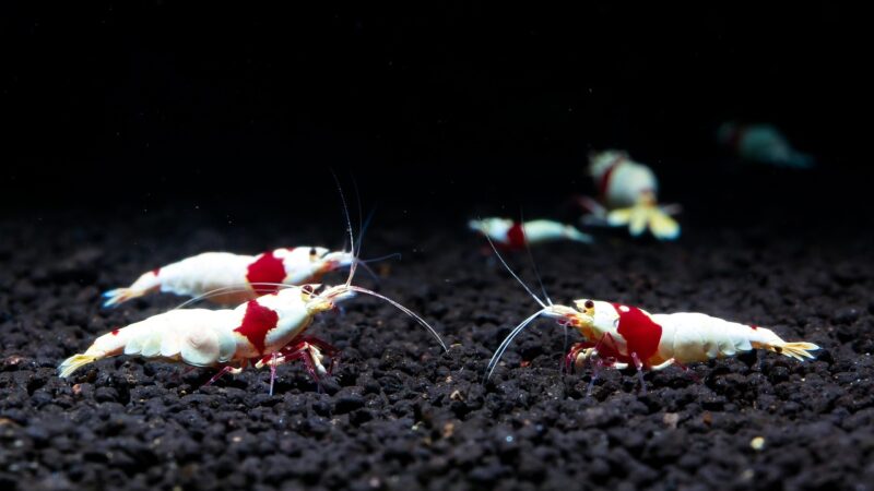 condition water shrimp breeding freshwater shrimp aquarium — featured image for how to condition water shrimp breeding