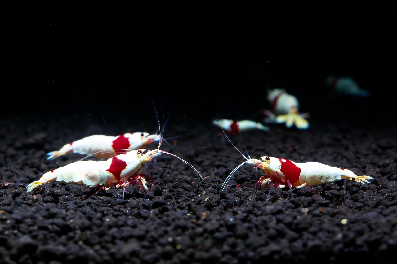 condition water shrimp breeding freshwater shrimp aquarium — featured image for how to condition water shrimp breeding