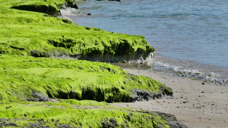 How to Get Rid of Blue-Green Algae (Cyanobacteria) in Your Tank