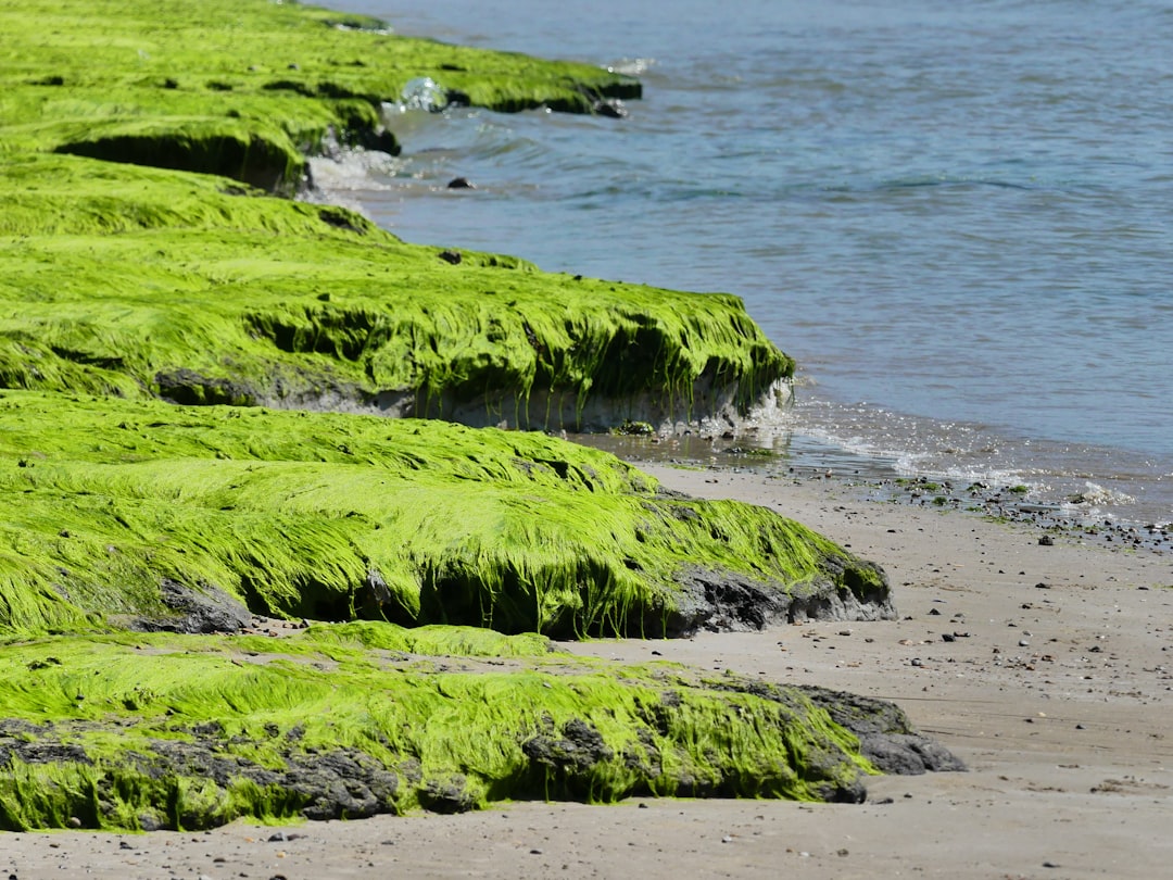 How to Get Rid of Blue-Green Algae (Cyanobacteria) in Your Tank