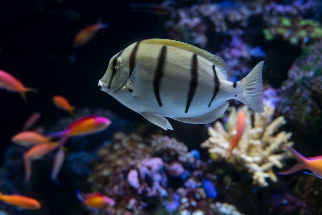 How to Start an Aquarium Maintenance Business in Singapore