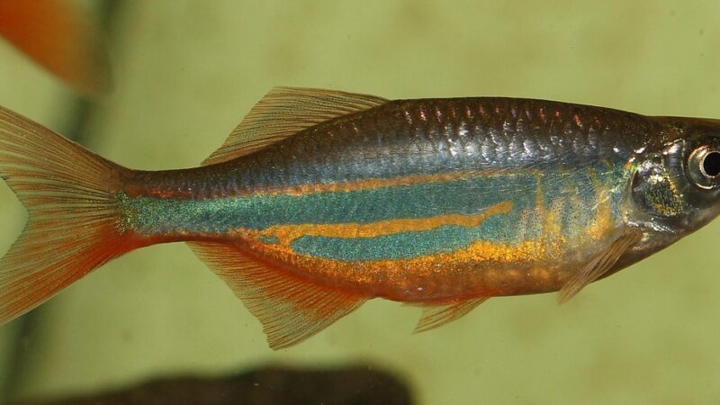 cycle aquarium fast — featured image for how to cycle aquarium fast