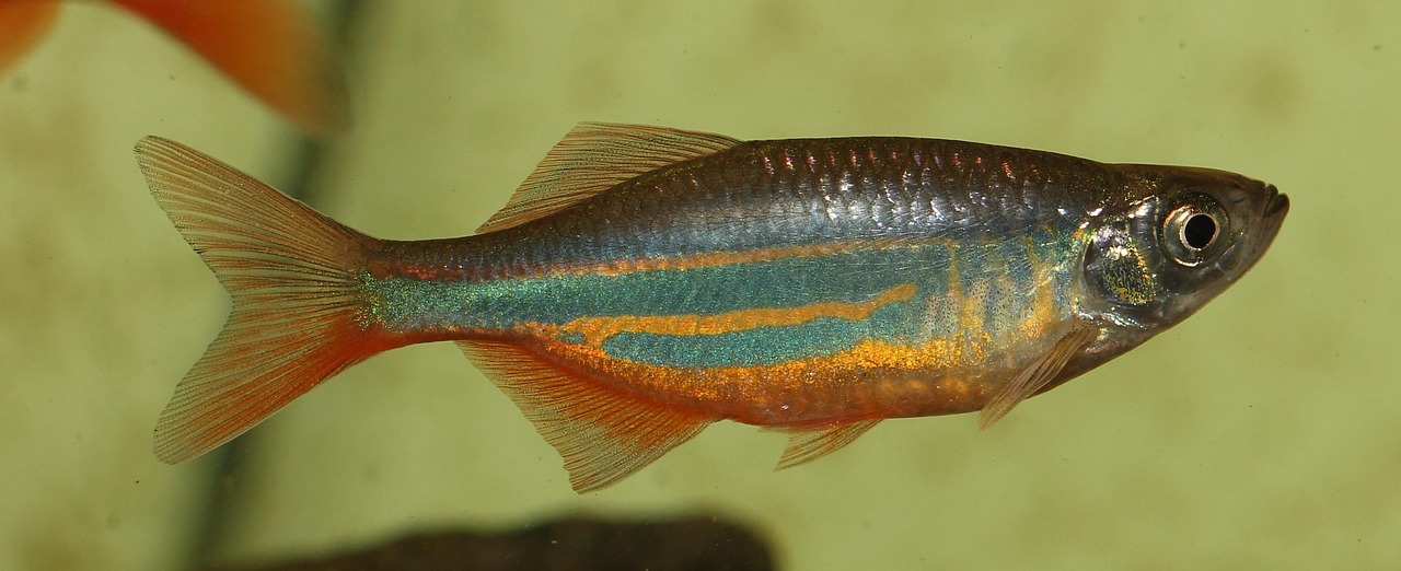 cycle aquarium fast — featured image for how to cycle aquarium fast