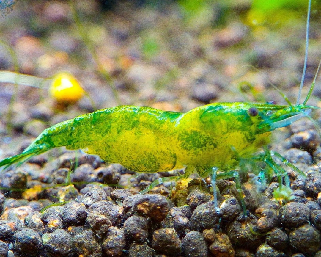 How to Cycle a Shrimp Tank: The Slow and Steady Approach
