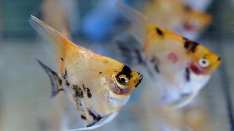 skalára, aquarium, fish, nature, tropical, freshwater