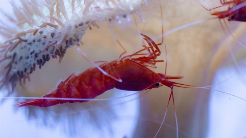 How to Drip Acclimate Shrimp: The Only Safe Method