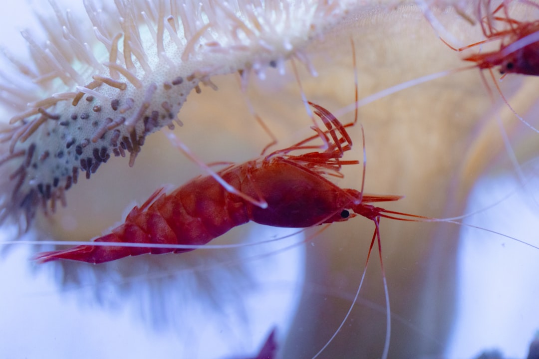How to Drip Acclimate Shrimp: The Only Safe Method