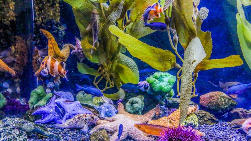 yellow and purple fish in fish tank