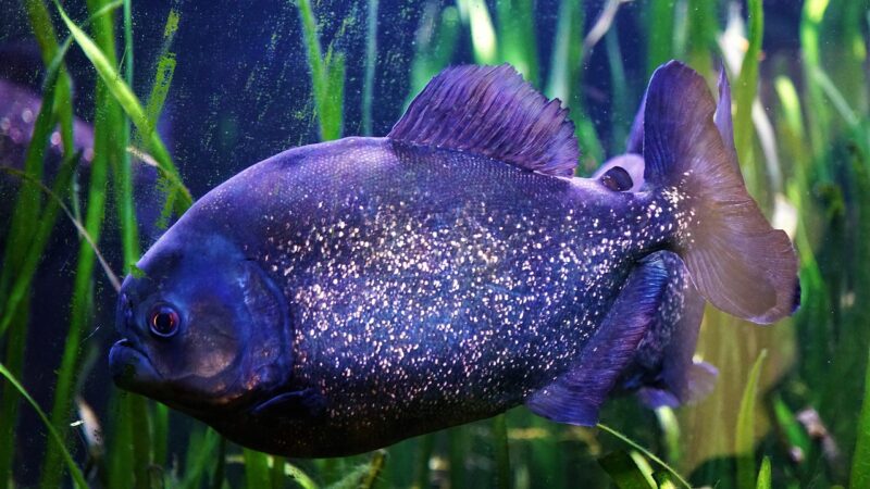 How to Fix Algae Growing on Your Aquarium Glass Lid