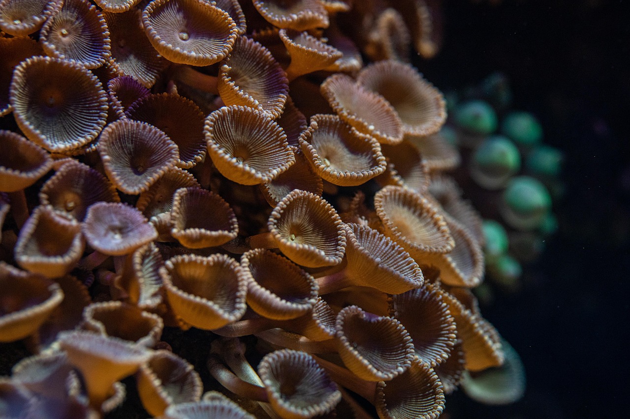 algae, seaweed, underwater, nature, aquarium, fishtank, fish, seaflower