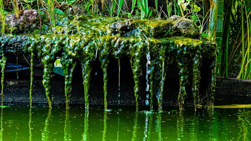 How to Fix Algae Growth on Your Filter Intake