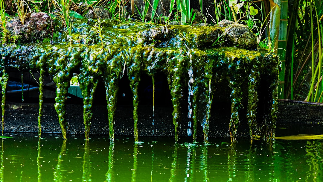 How to Fix Algae Growth on Your Filter Intake