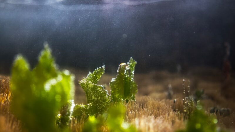 How to Fix Algae on Slow-Growing Plants Like Anubias and Buce