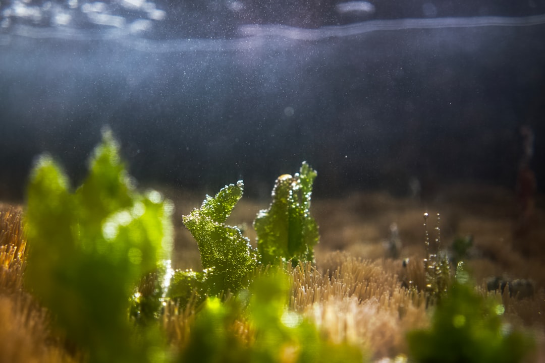 How to Fix Algae on Slow-Growing Plants Like Anubias and Buce