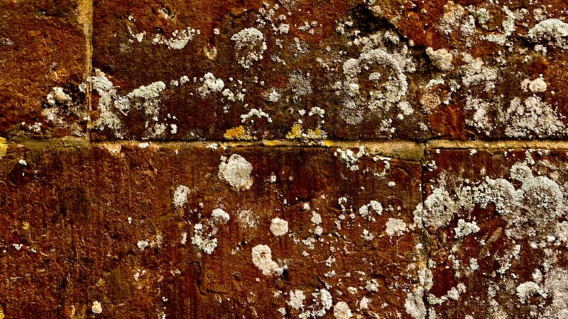 How to Fix Biofilm on New Driftwood: Is It Harmful?