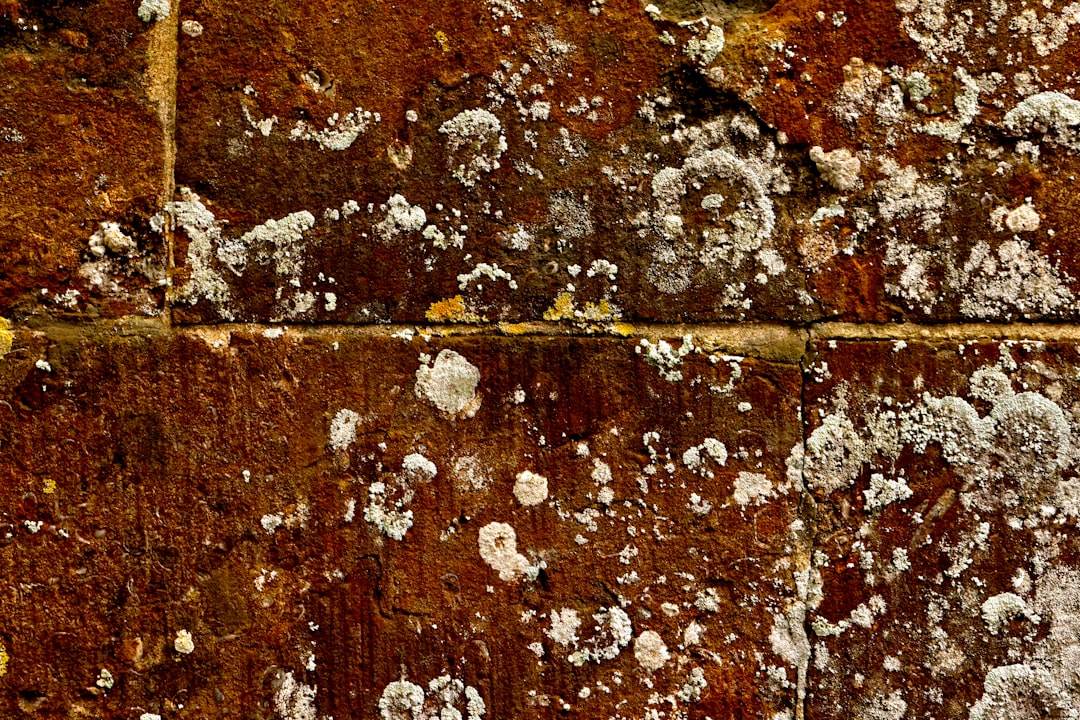 How to Fix Biofilm on New Driftwood: Is It Harmful?