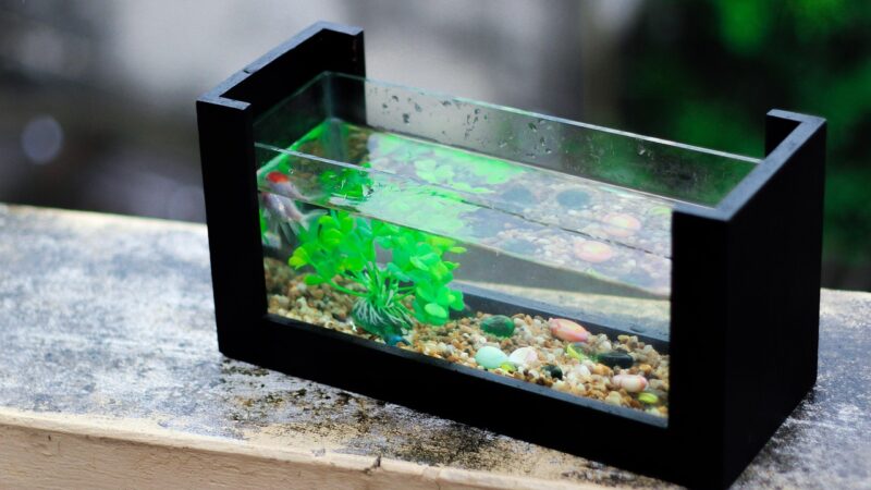 fresh, aquarium, nature, fish, aquarium plant