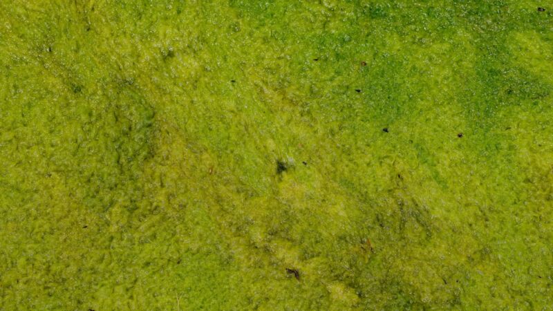 How to Fix Green Dust Algae: The Film That Coats Everything