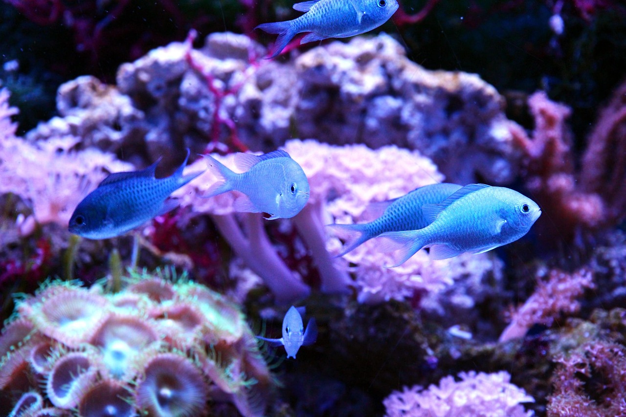 green chromis, chromis viridis, chromis blue-green, fish, animals, sea fish, undersea world, aquarium, reefs, reef aquarium,
