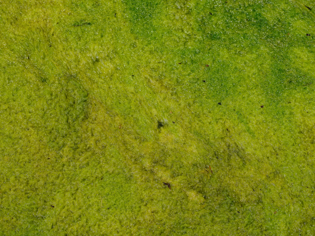 How to Fix Green Dust Algae: The Film That Coats Everything