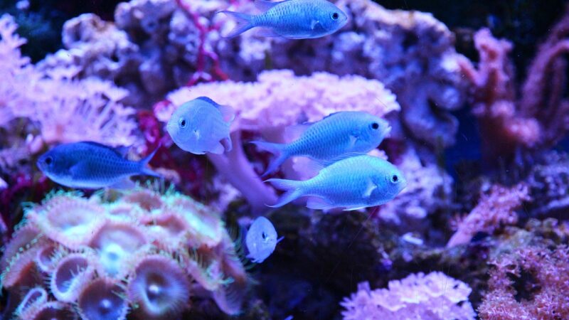 green chromis, chromis viridis, chromis blue-green, fish, animals, sea fish, undersea world, aquarium, reefs, reef aquarium,