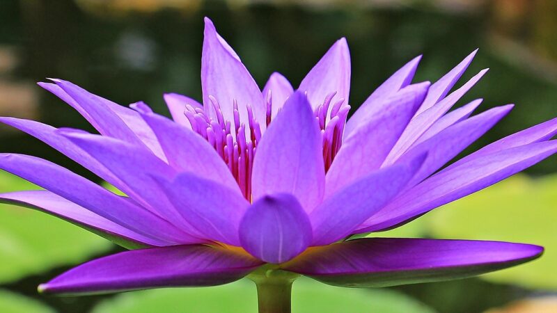 water lily, nuphar lutea, flower, petals, purple flower, purple petals, aquatic plant, flower wallpaper, blossom, bloom, pond