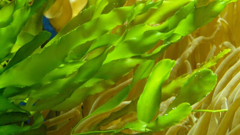 fix plants losing colour planted aquarium — featured image for how to fix plants losing colour aquarium