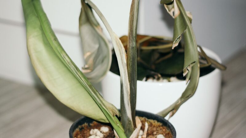 How to Fix Stunted Aquarium Plant Growth