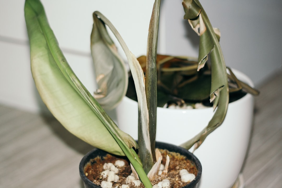 How to Fix Stunted Aquarium Plant Growth