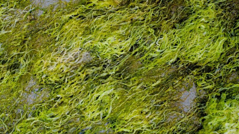 How to Fix Thread Algae in Your Aquarium