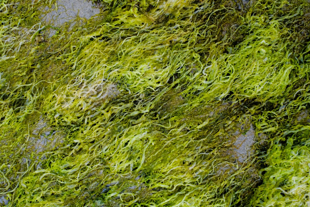 How to Fix Thread Algae in Your Aquarium