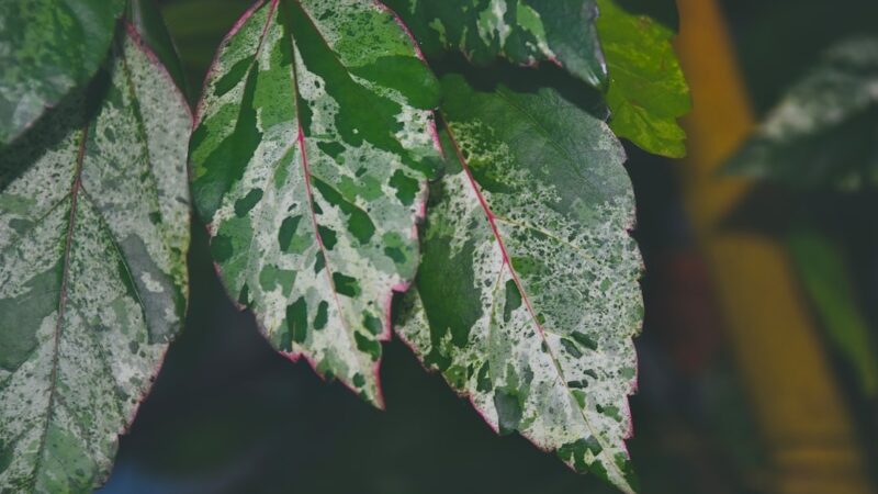 How to Fix White Fungus on Aquarium Plants