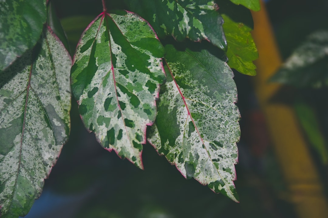 How to Fix White Fungus on Aquarium Plants