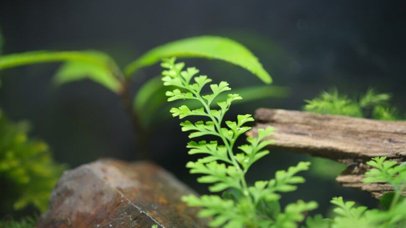 How to Fix Yellowing Java Fern Leaves in Aquariums