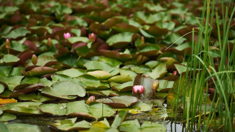 A pond filled with green lily pads and pink flowers.