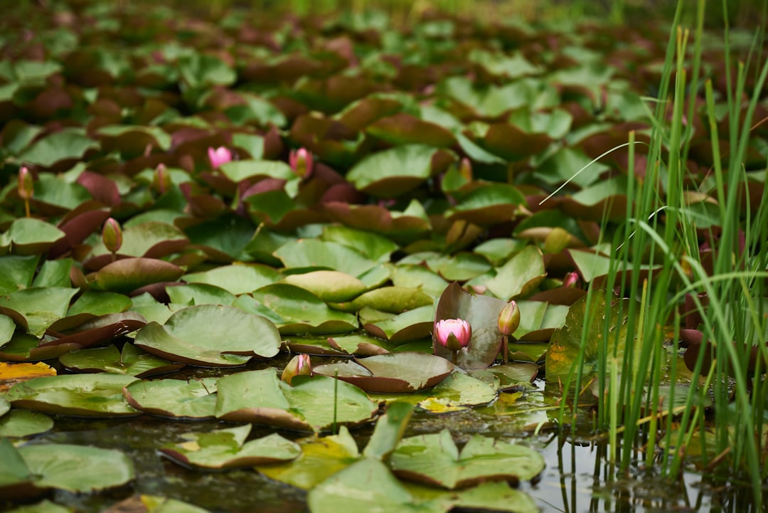 A pond filled with green lily pads and pink flowers.