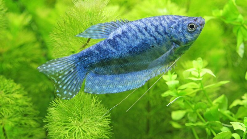 hobby, aquaristic, aquarium, underwater, freshwater, freshwater fish, gurami, blue, blue gourami, aquarium, aquarium, aquariu