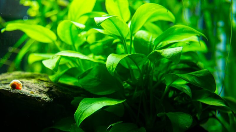 How to Grow Red Aquarium Plants: Light, Iron and CO2