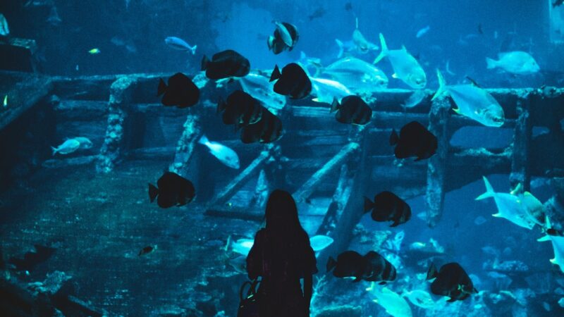 How to Keep Your Aquarium Cool in Singapore