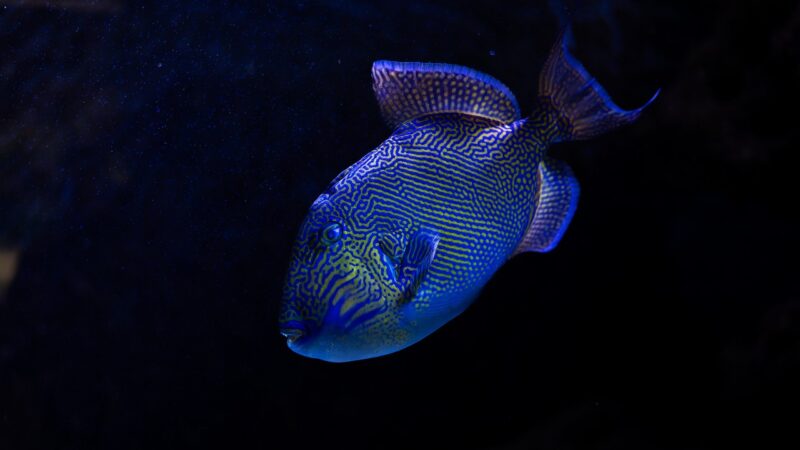 light aquascape photography planted aquarium aquascape — featured image for how to light aquascape for photography