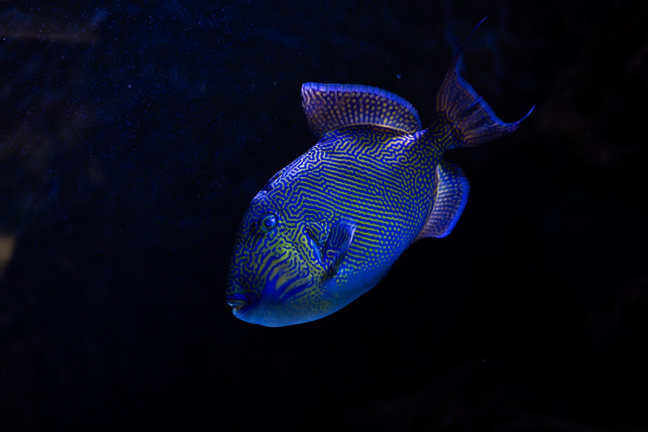 light aquascape photography planted aquarium aquascape — featured image for how to light aquascape for photography