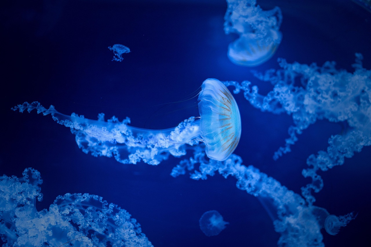 jellyfish, nature, sea, water, aquarium, marine, species