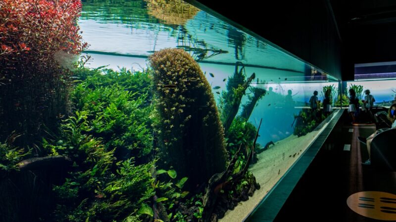 green plants in fish tank