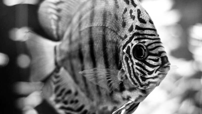 How to Photograph Your Aquarium Fish