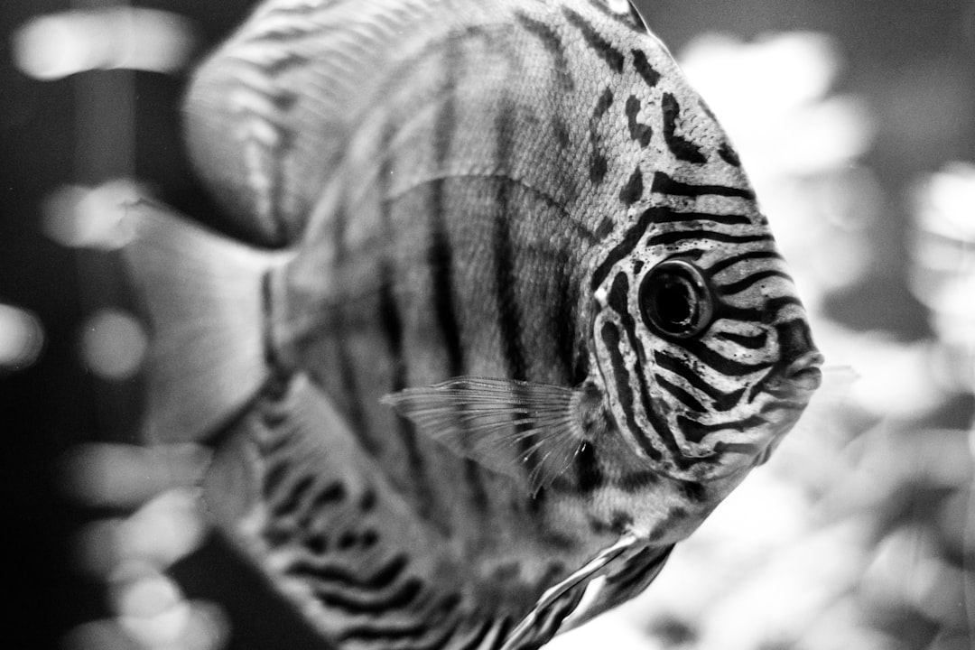 How to Photograph Your Aquarium Fish