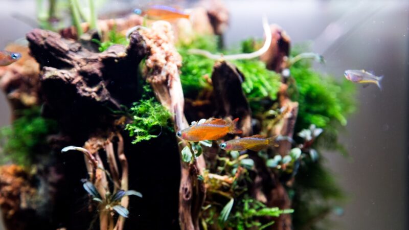 How to Photograph Your Aquascape for Competition Entry