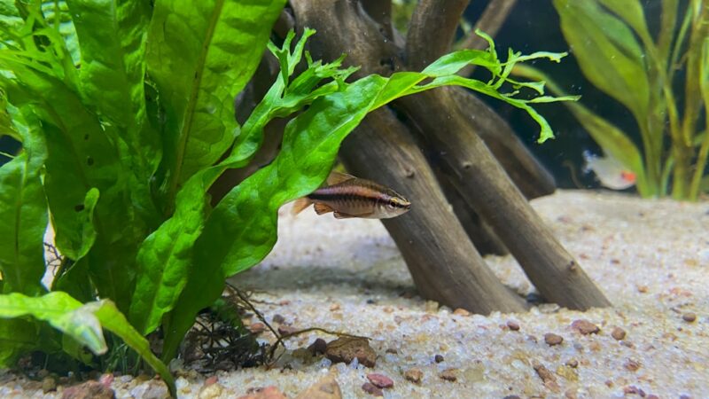 How to Prevent Algae in a New Tank: First 90 Days